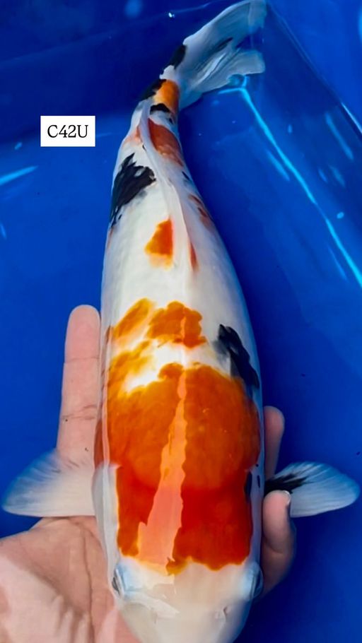 Lelang Koi Online, Jual Beli Ikan Koi, Pusat Jual Beli Koi, Info Lelang Koi Hari Ini, Platform Jual Beli Koi, Jual Beli Ikan Koi Online, Marketplace Ikan Koi, Jual Koi Terbaik, Tempat Beli Koi Berkualitas, Pasar Ikan Koi Online Terpercaya, Penjual Ikan Koi Terpercaya, Beli Koi Hias Online, Ikan Koi untuk Dijual, Koi Kualitas Terbaik, Toko Online Ikan Koi, Koi Hias Untuk Dijual, Jual Beli Ikan Koi Lokal, Koi Indonesia Online, Pusat Jual Beli Koi Terbesar