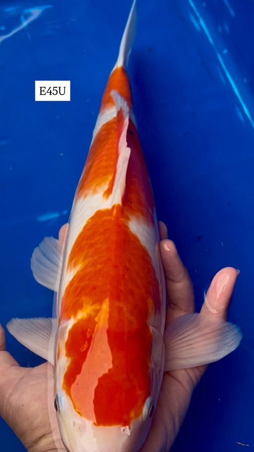 Lelang Koi Online, Jual Beli Ikan Koi, Pusat Jual Beli Koi, Info Lelang Koi Hari Ini, Platform Jual Beli Koi, Jual Beli Ikan Koi Online, Marketplace Ikan Koi, Jual Koi Terbaik, Tempat Beli Koi Berkualitas, Pasar Ikan Koi Online Terpercaya, Penjual Ikan Koi Terpercaya, Beli Koi Hias Online, Ikan Koi untuk Dijual, Koi Kualitas Terbaik, Toko Online Ikan Koi, Koi Hias Untuk Dijual, Jual Beli Ikan Koi Lokal, Koi Indonesia Online, Pusat Jual Beli Koi Terbesar