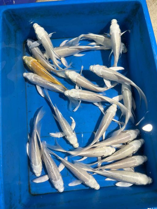 Lelang Koi Online, Jual Beli Ikan Koi, Pusat Jual Beli Koi, Info Lelang Koi Hari Ini, Platform Jual Beli Koi, Jual Beli Ikan Koi Online, Marketplace Ikan Koi, Jual Koi Terbaik, Tempat Beli Koi Berkualitas, Pasar Ikan Koi Online Terpercaya, Penjual Ikan Koi Terpercaya, Beli Koi Hias Online, Ikan Koi untuk Dijual, Koi Kualitas Terbaik, Toko Online Ikan Koi, Koi Hias Untuk Dijual, Jual Beli Ikan Koi Lokal, Koi Indonesia Online, Pusat Jual Beli Koi Terbesar