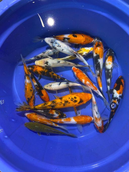Lelang Koi Online, Jual Beli Ikan Koi, Pusat Jual Beli Koi, Info Lelang Koi Hari Ini, Platform Jual Beli Koi, Jual Beli Ikan Koi Online, Marketplace Ikan Koi, Jual Koi Terbaik, Tempat Beli Koi Berkualitas, Pasar Ikan Koi Online Terpercaya, Penjual Ikan Koi Terpercaya, Beli Koi Hias Online, Ikan Koi untuk Dijual, Koi Kualitas Terbaik, Toko Online Ikan Koi, Koi Hias Untuk Dijual, Jual Beli Ikan Koi Lokal, Koi Indonesia Online, Pusat Jual Beli Koi Terbesar