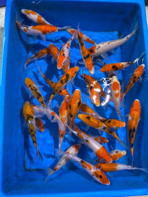 Lelang Koi Online, Jual Beli Ikan Koi, Pusat Jual Beli Koi, Info Lelang Koi Hari Ini, Platform Jual Beli Koi, Jual Beli Ikan Koi Online, Marketplace Ikan Koi, Jual Koi Terbaik, Tempat Beli Koi Berkualitas, Pasar Ikan Koi Online Terpercaya, Penjual Ikan Koi Terpercaya, Beli Koi Hias Online, Ikan Koi untuk Dijual, Koi Kualitas Terbaik, Toko Online Ikan Koi, Koi Hias Untuk Dijual, Jual Beli Ikan Koi Lokal, Koi Indonesia Online, Pusat Jual Beli Koi Terbesar