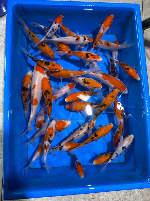 Lelang Koi Online, Jual Beli Ikan Koi, Pusat Jual Beli Koi, Info Lelang Koi Hari Ini, Platform Jual Beli Koi, Jual Beli Ikan Koi Online, Marketplace Ikan Koi, Jual Koi Terbaik, Tempat Beli Koi Berkualitas, Pasar Ikan Koi Online Terpercaya, Penjual Ikan Koi Terpercaya, Beli Koi Hias Online, Ikan Koi untuk Dijual, Koi Kualitas Terbaik, Toko Online Ikan Koi, Koi Hias Untuk Dijual, Jual Beli Ikan Koi Lokal, Koi Indonesia Online, Pusat Jual Beli Koi Terbesar