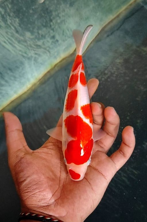 Lelang Koi Online, Jual Beli Ikan Koi, Pusat Jual Beli Koi, Info Lelang Koi Hari Ini, Platform Jual Beli Koi, Jual Beli Ikan Koi Online, Marketplace Ikan Koi, Jual Koi Terbaik, Tempat Beli Koi Berkualitas, Pasar Ikan Koi Online Terpercaya, Penjual Ikan Koi Terpercaya, Beli Koi Hias Online, Ikan Koi untuk Dijual, Koi Kualitas Terbaik, Toko Online Ikan Koi, Koi Hias Untuk Dijual, Jual Beli Ikan Koi Lokal, Koi Indonesia Online, Pusat Jual Beli Koi Terbesar