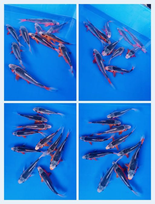 Lelang Koi Online, Jual Beli Ikan Koi, Pusat Jual Beli Koi, Info Lelang Koi Hari Ini, Platform Jual Beli Koi, Jual Beli Ikan Koi Online, Marketplace Ikan Koi, Jual Koi Terbaik, Tempat Beli Koi Berkualitas, Pasar Ikan Koi Online Terpercaya, Penjual Ikan Koi Terpercaya, Beli Koi Hias Online, Ikan Koi untuk Dijual, Koi Kualitas Terbaik, Toko Online Ikan Koi, Koi Hias Untuk Dijual, Jual Beli Ikan Koi Lokal, Koi Indonesia Online, Pusat Jual Beli Koi Terbesar