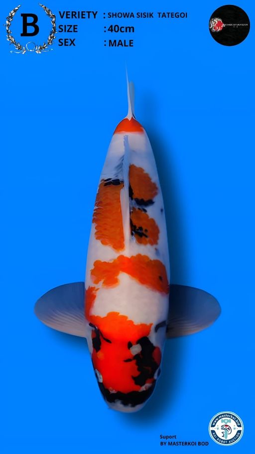 Lelang Koi Online, Jual Beli Ikan Koi, Pusat Jual Beli Koi, Info Lelang Koi Hari Ini, Platform Jual Beli Koi, Jual Beli Ikan Koi Online, Marketplace Ikan Koi, Jual Koi Terbaik, Tempat Beli Koi Berkualitas, Pasar Ikan Koi Online Terpercaya, Penjual Ikan Koi Terpercaya, Beli Koi Hias Online, Ikan Koi untuk Dijual, Koi Kualitas Terbaik, Toko Online Ikan Koi, Koi Hias Untuk Dijual, Jual Beli Ikan Koi Lokal, Koi Indonesia Online, Pusat Jual Beli Koi Terbesar