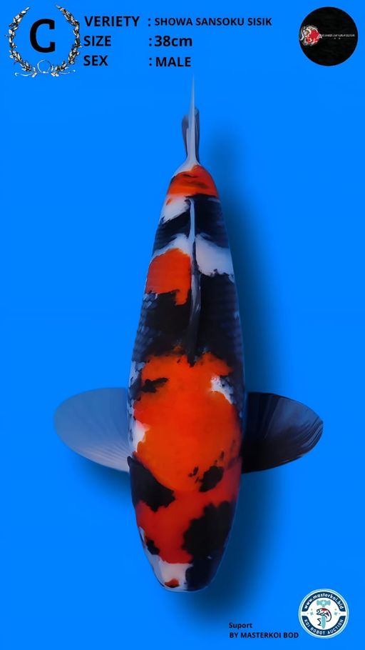 Lelang Koi Online, Jual Beli Ikan Koi, Pusat Jual Beli Koi, Info Lelang Koi Hari Ini, Platform Jual Beli Koi, Jual Beli Ikan Koi Online, Marketplace Ikan Koi, Jual Koi Terbaik, Tempat Beli Koi Berkualitas, Pasar Ikan Koi Online Terpercaya, Penjual Ikan Koi Terpercaya, Beli Koi Hias Online, Ikan Koi untuk Dijual, Koi Kualitas Terbaik, Toko Online Ikan Koi, Koi Hias Untuk Dijual, Jual Beli Ikan Koi Lokal, Koi Indonesia Online, Pusat Jual Beli Koi Terbesar