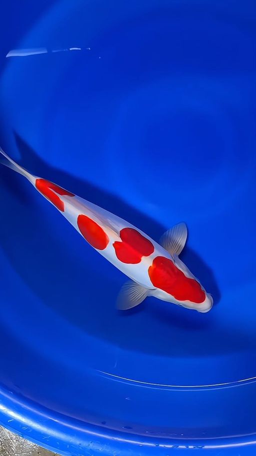 Lelang Koi Online, Jual Beli Ikan Koi, Pusat Jual Beli Koi, Info Lelang Koi Hari Ini, Platform Jual Beli Koi, Jual Beli Ikan Koi Online, Marketplace Ikan Koi, Jual Koi Terbaik, Tempat Beli Koi Berkualitas, Pasar Ikan Koi Online Terpercaya, Penjual Ikan Koi Terpercaya, Beli Koi Hias Online, Ikan Koi untuk Dijual, Koi Kualitas Terbaik, Toko Online Ikan Koi, Koi Hias Untuk Dijual, Jual Beli Ikan Koi Lokal, Koi Indonesia Online, Pusat Jual Beli Koi Terbesar