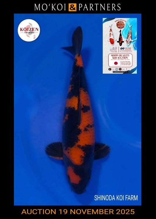 Lelang Koi Online, Jual Beli Ikan Koi, Pusat Jual Beli Koi, Info Lelang Koi Hari Ini, Platform Jual Beli Koi, Jual Beli Ikan Koi Online, Marketplace Ikan Koi, Jual Koi Terbaik, Tempat Beli Koi Berkualitas, Pasar Ikan Koi Online Terpercaya, Penjual Ikan Koi Terpercaya, Beli Koi Hias Online, Ikan Koi untuk Dijual, Koi Kualitas Terbaik, Toko Online Ikan Koi, Koi Hias Untuk Dijual, Jual Beli Ikan Koi Lokal, Koi Indonesia Online, Pusat Jual Beli Koi Terbesar