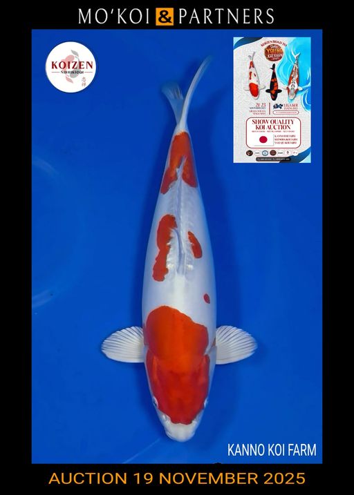 Lelang Koi Online, Jual Beli Ikan Koi, Pusat Jual Beli Koi, Info Lelang Koi Hari Ini, Platform Jual Beli Koi, Jual Beli Ikan Koi Online, Marketplace Ikan Koi, Jual Koi Terbaik, Tempat Beli Koi Berkualitas, Pasar Ikan Koi Online Terpercaya, Penjual Ikan Koi Terpercaya, Beli Koi Hias Online, Ikan Koi untuk Dijual, Koi Kualitas Terbaik, Toko Online Ikan Koi, Koi Hias Untuk Dijual, Jual Beli Ikan Koi Lokal, Koi Indonesia Online, Pusat Jual Beli Koi Terbesar