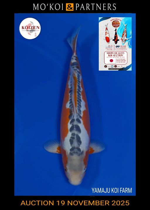 Lelang Koi Online, Jual Beli Ikan Koi, Pusat Jual Beli Koi, Info Lelang Koi Hari Ini, Platform Jual Beli Koi, Jual Beli Ikan Koi Online, Marketplace Ikan Koi, Jual Koi Terbaik, Tempat Beli Koi Berkualitas, Pasar Ikan Koi Online Terpercaya, Penjual Ikan Koi Terpercaya, Beli Koi Hias Online, Ikan Koi untuk Dijual, Koi Kualitas Terbaik, Toko Online Ikan Koi, Koi Hias Untuk Dijual, Jual Beli Ikan Koi Lokal, Koi Indonesia Online, Pusat Jual Beli Koi Terbesar