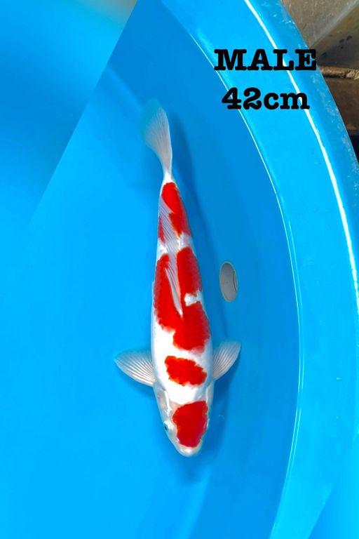 Lelang Koi Online, Jual Beli Ikan Koi, Pusat Jual Beli Koi, Info Lelang Koi Hari Ini, Platform Jual Beli Koi, Jual Beli Ikan Koi Online, Marketplace Ikan Koi, Jual Koi Terbaik, Tempat Beli Koi Berkualitas, Pasar Ikan Koi Online Terpercaya, Penjual Ikan Koi Terpercaya, Beli Koi Hias Online, Ikan Koi untuk Dijual, Koi Kualitas Terbaik, Toko Online Ikan Koi, Koi Hias Untuk Dijual, Jual Beli Ikan Koi Lokal, Koi Indonesia Online, Pusat Jual Beli Koi Terbesar