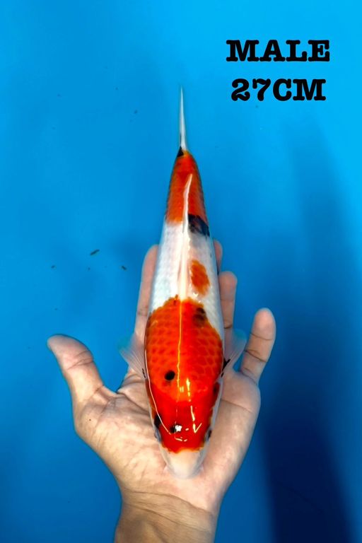 Lelang Koi Online, Jual Beli Ikan Koi, Pusat Jual Beli Koi, Info Lelang Koi Hari Ini, Platform Jual Beli Koi, Jual Beli Ikan Koi Online, Marketplace Ikan Koi, Jual Koi Terbaik, Tempat Beli Koi Berkualitas, Pasar Ikan Koi Online Terpercaya, Penjual Ikan Koi Terpercaya, Beli Koi Hias Online, Ikan Koi untuk Dijual, Koi Kualitas Terbaik, Toko Online Ikan Koi, Koi Hias Untuk Dijual, Jual Beli Ikan Koi Lokal, Koi Indonesia Online, Pusat Jual Beli Koi Terbesar