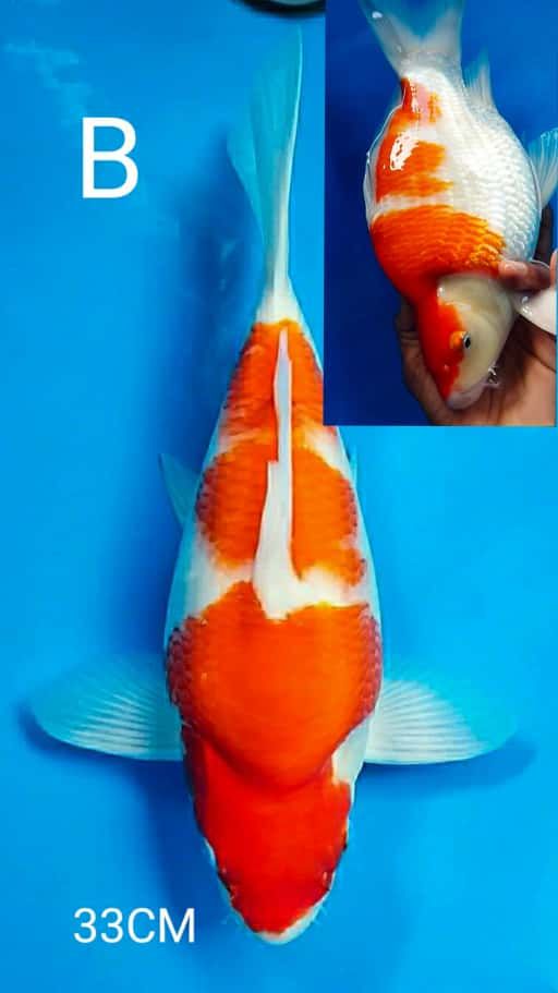 Lelang Koi Online, Jual Beli Ikan Koi, Pusat Jual Beli Koi, Info Lelang Koi Hari Ini, Platform Jual Beli Koi, Jual Beli Ikan Koi Online, Marketplace Ikan Koi, Jual Koi Terbaik, Tempat Beli Koi Berkualitas, Pasar Ikan Koi Online Terpercaya, Penjual Ikan Koi Terpercaya, Beli Koi Hias Online, Ikan Koi untuk Dijual, Koi Kualitas Terbaik, Toko Online Ikan Koi, Koi Hias Untuk Dijual, Jual Beli Ikan Koi Lokal, Koi Indonesia Online, Pusat Jual Beli Koi Terbesar