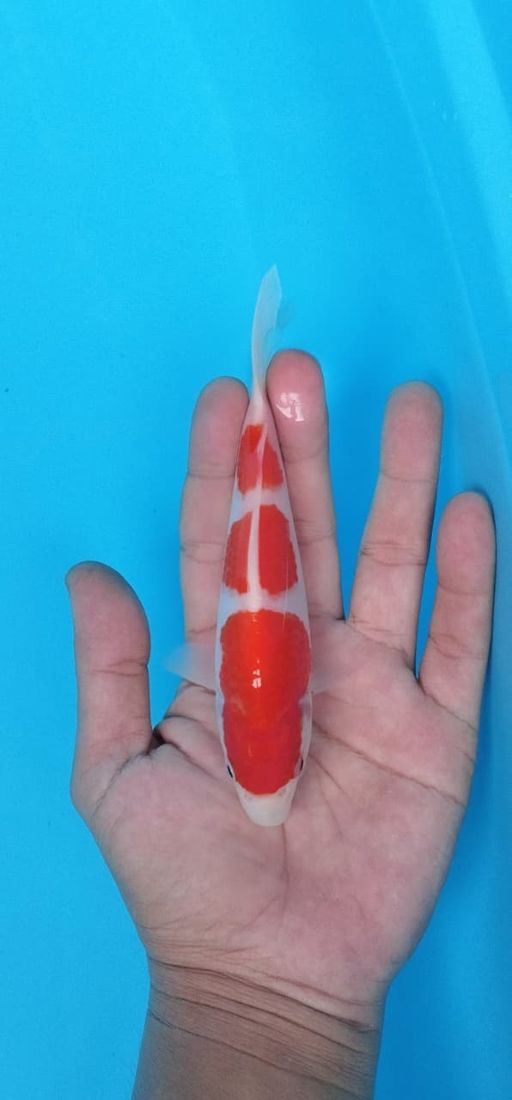 Lelang Koi Online, Jual Beli Ikan Koi, Pusat Jual Beli Koi, Info Lelang Koi Hari Ini, Platform Jual Beli Koi, Jual Beli Ikan Koi Online, Marketplace Ikan Koi, Jual Koi Terbaik, Tempat Beli Koi Berkualitas, Pasar Ikan Koi Online Terpercaya, Penjual Ikan Koi Terpercaya, Beli Koi Hias Online, Ikan Koi untuk Dijual, Koi Kualitas Terbaik, Toko Online Ikan Koi, Koi Hias Untuk Dijual, Jual Beli Ikan Koi Lokal, Koi Indonesia Online, Pusat Jual Beli Koi Terbesar