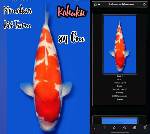 Lelang Koi Online, Jual Beli Ikan Koi, Pusat Jual Beli Koi, Info Lelang Koi Hari Ini, Platform Jual Beli Koi, Jual Beli Ikan Koi Online, Marketplace Ikan Koi, Jual Koi Terbaik, Tempat Beli Koi Berkualitas, Pasar Ikan Koi Online Terpercaya, Penjual Ikan Koi Terpercaya, Beli Koi Hias Online, Ikan Koi untuk Dijual, Koi Kualitas Terbaik, Toko Online Ikan Koi, Koi Hias Untuk Dijual, Jual Beli Ikan Koi Lokal, Koi Indonesia Online, Pusat Jual Beli Koi Terbesar