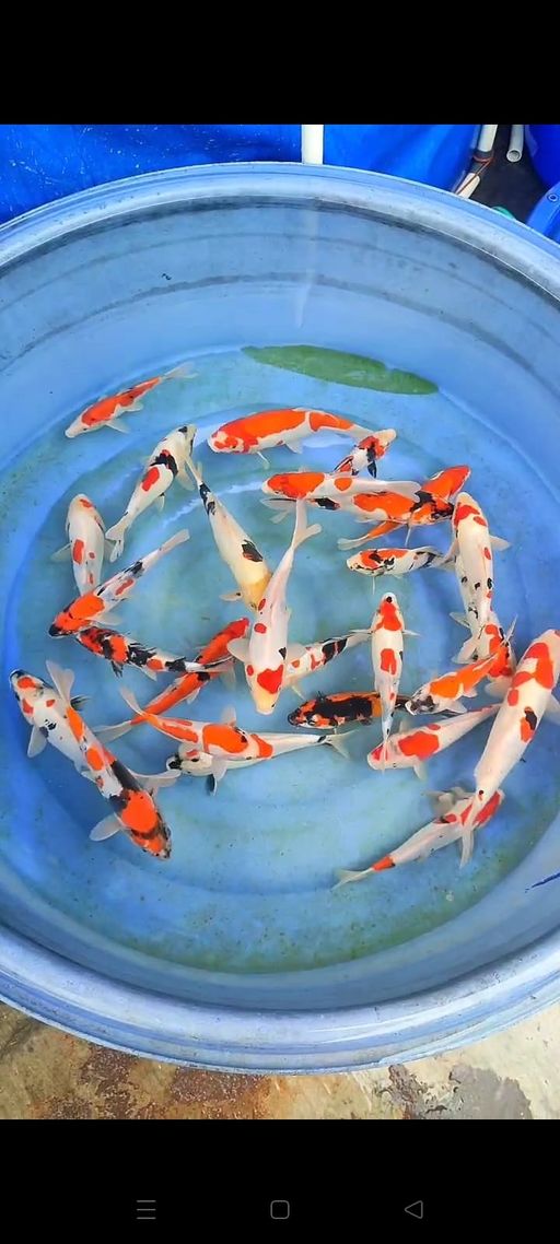 Lelang Koi Online, Jual Beli Ikan Koi, Pusat Jual Beli Koi, Info Lelang Koi Hari Ini, Platform Jual Beli Koi, Jual Beli Ikan Koi Online, Marketplace Ikan Koi, Jual Koi Terbaik, Tempat Beli Koi Berkualitas, Pasar Ikan Koi Online Terpercaya, Penjual Ikan Koi Terpercaya, Beli Koi Hias Online, Ikan Koi untuk Dijual, Koi Kualitas Terbaik, Toko Online Ikan Koi, Koi Hias Untuk Dijual, Jual Beli Ikan Koi Lokal, Koi Indonesia Online, Pusat Jual Beli Koi Terbesar