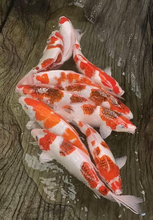 Lelang Koi Online, Jual Beli Ikan Koi, Pusat Jual Beli Koi, Info Lelang Koi Hari Ini, Platform Jual Beli Koi, Jual Beli Ikan Koi Online, Marketplace Ikan Koi, Jual Koi Terbaik, Tempat Beli Koi Berkualitas, Pasar Ikan Koi Online Terpercaya, Penjual Ikan Koi Terpercaya, Beli Koi Hias Online, Ikan Koi untuk Dijual, Koi Kualitas Terbaik, Toko Online Ikan Koi, Koi Hias Untuk Dijual, Jual Beli Ikan Koi Lokal, Koi Indonesia Online, Pusat Jual Beli Koi Terbesar