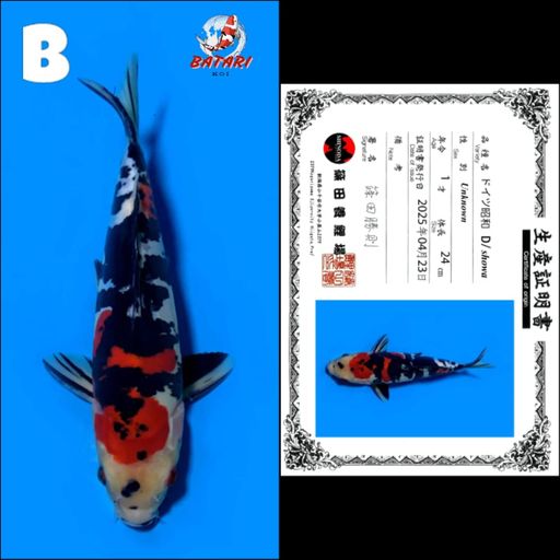 Lelang Koi Online, Jual Beli Ikan Koi, Pusat Jual Beli Koi, Info Lelang Koi Hari Ini, Platform Jual Beli Koi, Jual Beli Ikan Koi Online, Marketplace Ikan Koi, Jual Koi Terbaik, Tempat Beli Koi Berkualitas, Pasar Ikan Koi Online Terpercaya, Penjual Ikan Koi Terpercaya, Beli Koi Hias Online, Ikan Koi untuk Dijual, Koi Kualitas Terbaik, Toko Online Ikan Koi, Koi Hias Untuk Dijual, Jual Beli Ikan Koi Lokal, Koi Indonesia Online, Pusat Jual Beli Koi Terbesar