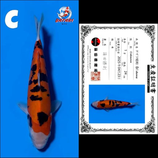 Lelang Koi Online, Jual Beli Ikan Koi, Pusat Jual Beli Koi, Info Lelang Koi Hari Ini, Platform Jual Beli Koi, Jual Beli Ikan Koi Online, Marketplace Ikan Koi, Jual Koi Terbaik, Tempat Beli Koi Berkualitas, Pasar Ikan Koi Online Terpercaya, Penjual Ikan Koi Terpercaya, Beli Koi Hias Online, Ikan Koi untuk Dijual, Koi Kualitas Terbaik, Toko Online Ikan Koi, Koi Hias Untuk Dijual, Jual Beli Ikan Koi Lokal, Koi Indonesia Online, Pusat Jual Beli Koi Terbesar