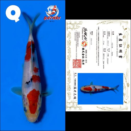 Lelang Koi Online, Jual Beli Ikan Koi, Pusat Jual Beli Koi, Info Lelang Koi Hari Ini, Platform Jual Beli Koi, Jual Beli Ikan Koi Online, Marketplace Ikan Koi, Jual Koi Terbaik, Tempat Beli Koi Berkualitas, Pasar Ikan Koi Online Terpercaya, Penjual Ikan Koi Terpercaya, Beli Koi Hias Online, Ikan Koi untuk Dijual, Koi Kualitas Terbaik, Toko Online Ikan Koi, Koi Hias Untuk Dijual, Jual Beli Ikan Koi Lokal, Koi Indonesia Online, Pusat Jual Beli Koi Terbesar