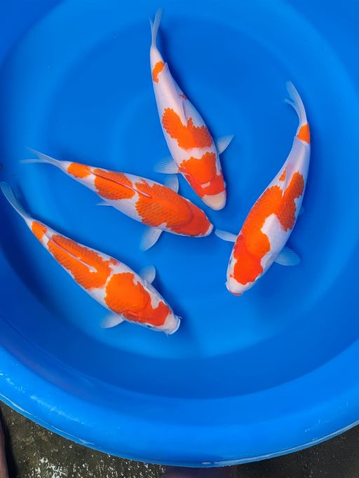Lelang Koi Online, Jual Beli Ikan Koi, Pusat Jual Beli Koi, Info Lelang Koi Hari Ini, Platform Jual Beli Koi, Jual Beli Ikan Koi Online, Marketplace Ikan Koi, Jual Koi Terbaik, Tempat Beli Koi Berkualitas, Pasar Ikan Koi Online Terpercaya, Penjual Ikan Koi Terpercaya, Beli Koi Hias Online, Ikan Koi untuk Dijual, Koi Kualitas Terbaik, Toko Online Ikan Koi, Koi Hias Untuk Dijual, Jual Beli Ikan Koi Lokal, Koi Indonesia Online, Pusat Jual Beli Koi Terbesar