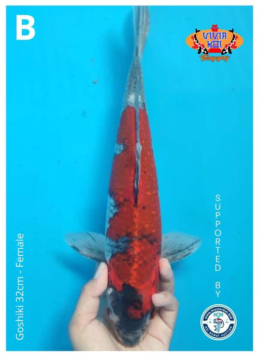Lelang Koi Online, Jual Beli Ikan Koi, Pusat Jual Beli Koi, Info Lelang Koi Hari Ini, Platform Jual Beli Koi, Jual Beli Ikan Koi Online, Marketplace Ikan Koi, Jual Koi Terbaik, Tempat Beli Koi Berkualitas, Pasar Ikan Koi Online Terpercaya, Penjual Ikan Koi Terpercaya, Beli Koi Hias Online, Ikan Koi untuk Dijual, Koi Kualitas Terbaik, Toko Online Ikan Koi, Koi Hias Untuk Dijual, Jual Beli Ikan Koi Lokal, Koi Indonesia Online, Pusat Jual Beli Koi Terbesar