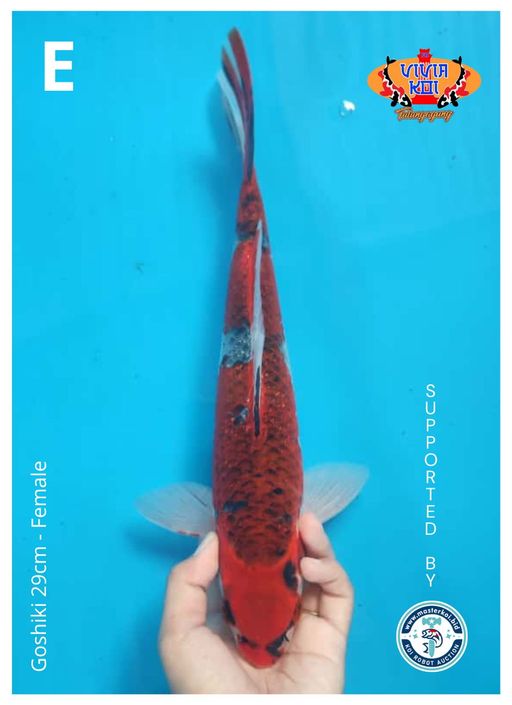Lelang Koi Online, Jual Beli Ikan Koi, Pusat Jual Beli Koi, Info Lelang Koi Hari Ini, Platform Jual Beli Koi, Jual Beli Ikan Koi Online, Marketplace Ikan Koi, Jual Koi Terbaik, Tempat Beli Koi Berkualitas, Pasar Ikan Koi Online Terpercaya, Penjual Ikan Koi Terpercaya, Beli Koi Hias Online, Ikan Koi untuk Dijual, Koi Kualitas Terbaik, Toko Online Ikan Koi, Koi Hias Untuk Dijual, Jual Beli Ikan Koi Lokal, Koi Indonesia Online, Pusat Jual Beli Koi Terbesar