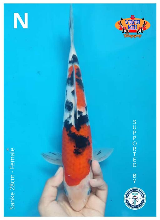Lelang Koi Online, Jual Beli Ikan Koi, Pusat Jual Beli Koi, Info Lelang Koi Hari Ini, Platform Jual Beli Koi, Jual Beli Ikan Koi Online, Marketplace Ikan Koi, Jual Koi Terbaik, Tempat Beli Koi Berkualitas, Pasar Ikan Koi Online Terpercaya, Penjual Ikan Koi Terpercaya, Beli Koi Hias Online, Ikan Koi untuk Dijual, Koi Kualitas Terbaik, Toko Online Ikan Koi, Koi Hias Untuk Dijual, Jual Beli Ikan Koi Lokal, Koi Indonesia Online, Pusat Jual Beli Koi Terbesar