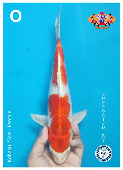 Lelang Koi Online, Jual Beli Ikan Koi, Pusat Jual Beli Koi, Info Lelang Koi Hari Ini, Platform Jual Beli Koi, Jual Beli Ikan Koi Online, Marketplace Ikan Koi, Jual Koi Terbaik, Tempat Beli Koi Berkualitas, Pasar Ikan Koi Online Terpercaya, Penjual Ikan Koi Terpercaya, Beli Koi Hias Online, Ikan Koi untuk Dijual, Koi Kualitas Terbaik, Toko Online Ikan Koi, Koi Hias Untuk Dijual, Jual Beli Ikan Koi Lokal, Koi Indonesia Online, Pusat Jual Beli Koi Terbesar
