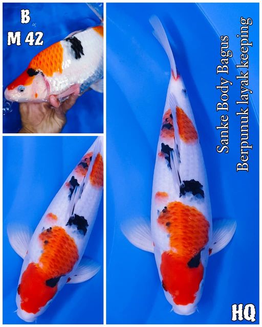 Lelang Koi Online, Jual Beli Ikan Koi, Pusat Jual Beli Koi, Info Lelang Koi Hari Ini, Platform Jual Beli Koi, Jual Beli Ikan Koi Online, Marketplace Ikan Koi, Jual Koi Terbaik, Tempat Beli Koi Berkualitas, Pasar Ikan Koi Online Terpercaya, Penjual Ikan Koi Terpercaya, Beli Koi Hias Online, Ikan Koi untuk Dijual, Koi Kualitas Terbaik, Toko Online Ikan Koi, Koi Hias Untuk Dijual, Jual Beli Ikan Koi Lokal, Koi Indonesia Online, Pusat Jual Beli Koi Terbesar