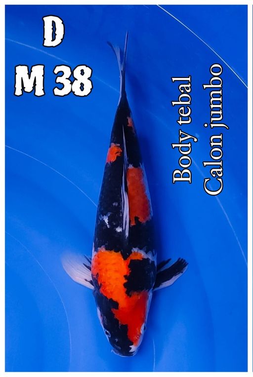 Lelang Koi Online, Jual Beli Ikan Koi, Pusat Jual Beli Koi, Info Lelang Koi Hari Ini, Platform Jual Beli Koi, Jual Beli Ikan Koi Online, Marketplace Ikan Koi, Jual Koi Terbaik, Tempat Beli Koi Berkualitas, Pasar Ikan Koi Online Terpercaya, Penjual Ikan Koi Terpercaya, Beli Koi Hias Online, Ikan Koi untuk Dijual, Koi Kualitas Terbaik, Toko Online Ikan Koi, Koi Hias Untuk Dijual, Jual Beli Ikan Koi Lokal, Koi Indonesia Online, Pusat Jual Beli Koi Terbesar