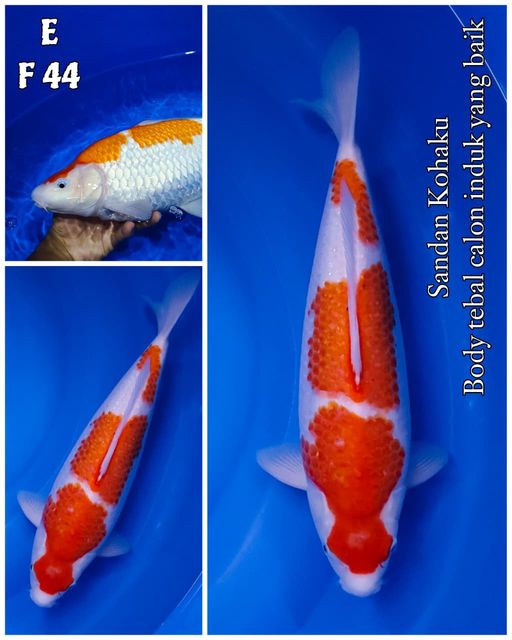 Lelang Koi Online, Jual Beli Ikan Koi, Pusat Jual Beli Koi, Info Lelang Koi Hari Ini, Platform Jual Beli Koi, Jual Beli Ikan Koi Online, Marketplace Ikan Koi, Jual Koi Terbaik, Tempat Beli Koi Berkualitas, Pasar Ikan Koi Online Terpercaya, Penjual Ikan Koi Terpercaya, Beli Koi Hias Online, Ikan Koi untuk Dijual, Koi Kualitas Terbaik, Toko Online Ikan Koi, Koi Hias Untuk Dijual, Jual Beli Ikan Koi Lokal, Koi Indonesia Online, Pusat Jual Beli Koi Terbesar