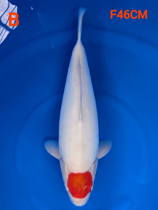 Lelang Koi Online, Jual Beli Ikan Koi, Pusat Jual Beli Koi, Info Lelang Koi Hari Ini, Platform Jual Beli Koi, Jual Beli Ikan Koi Online, Marketplace Ikan Koi, Jual Koi Terbaik, Tempat Beli Koi Berkualitas, Pasar Ikan Koi Online Terpercaya, Penjual Ikan Koi Terpercaya, Beli Koi Hias Online, Ikan Koi untuk Dijual, Koi Kualitas Terbaik, Toko Online Ikan Koi, Koi Hias Untuk Dijual, Jual Beli Ikan Koi Lokal, Koi Indonesia Online, Pusat Jual Beli Koi Terbesar