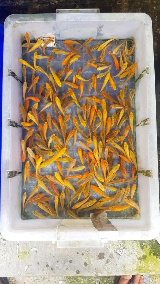 Lelang Koi Online, Jual Beli Ikan Koi, Pusat Jual Beli Koi, Info Lelang Koi Hari Ini, Platform Jual Beli Koi, Jual Beli Ikan Koi Online, Marketplace Ikan Koi, Jual Koi Terbaik, Tempat Beli Koi Berkualitas, Pasar Ikan Koi Online Terpercaya, Penjual Ikan Koi Terpercaya, Beli Koi Hias Online, Ikan Koi untuk Dijual, Koi Kualitas Terbaik, Toko Online Ikan Koi, Koi Hias Untuk Dijual, Jual Beli Ikan Koi Lokal, Koi Indonesia Online, Pusat Jual Beli Koi Terbesar
