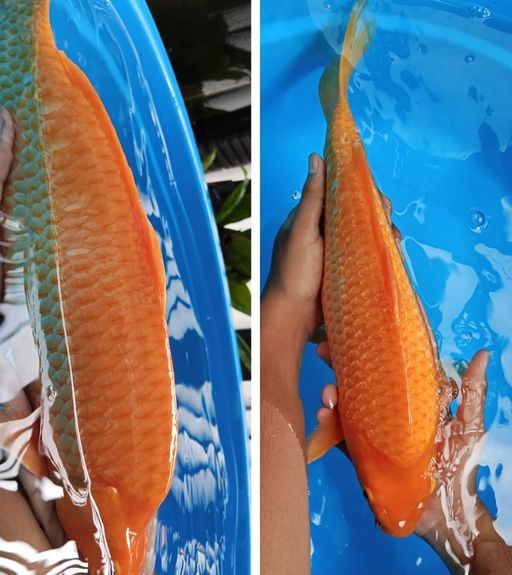 Lelang Koi Online, Jual Beli Ikan Koi, Pusat Jual Beli Koi, Info Lelang Koi Hari Ini, Platform Jual Beli Koi, Jual Beli Ikan Koi Online, Marketplace Ikan Koi, Jual Koi Terbaik, Tempat Beli Koi Berkualitas, Pasar Ikan Koi Online Terpercaya, Penjual Ikan Koi Terpercaya, Beli Koi Hias Online, Ikan Koi untuk Dijual, Koi Kualitas Terbaik, Toko Online Ikan Koi, Koi Hias Untuk Dijual, Jual Beli Ikan Koi Lokal, Koi Indonesia Online, Pusat Jual Beli Koi Terbesar