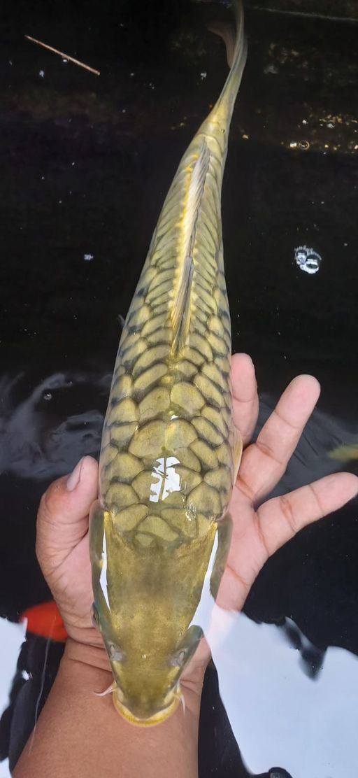 Lelang Koi Online, Jual Beli Ikan Koi, Pusat Jual Beli Koi, Info Lelang Koi Hari Ini, Platform Jual Beli Koi, Jual Beli Ikan Koi Online, Marketplace Ikan Koi, Jual Koi Terbaik, Tempat Beli Koi Berkualitas, Pasar Ikan Koi Online Terpercaya, Penjual Ikan Koi Terpercaya, Beli Koi Hias Online, Ikan Koi untuk Dijual, Koi Kualitas Terbaik, Toko Online Ikan Koi, Koi Hias Untuk Dijual, Jual Beli Ikan Koi Lokal, Koi Indonesia Online, Pusat Jual Beli Koi Terbesar