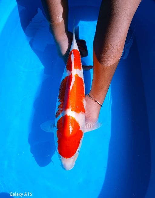 Lelang Koi Online, Jual Beli Ikan Koi, Pusat Jual Beli Koi, Info Lelang Koi Hari Ini, Platform Jual Beli Koi, Jual Beli Ikan Koi Online, Marketplace Ikan Koi, Jual Koi Terbaik, Tempat Beli Koi Berkualitas, Pasar Ikan Koi Online Terpercaya, Penjual Ikan Koi Terpercaya, Beli Koi Hias Online, Ikan Koi untuk Dijual, Koi Kualitas Terbaik, Toko Online Ikan Koi, Koi Hias Untuk Dijual, Jual Beli Ikan Koi Lokal, Koi Indonesia Online, Pusat Jual Beli Koi Terbesar