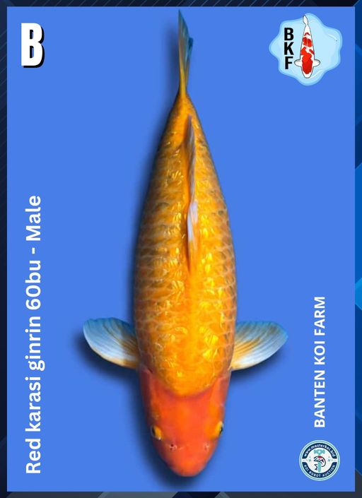 Lelang Koi Online, Jual Beli Ikan Koi, Pusat Jual Beli Koi, Info Lelang Koi Hari Ini, Platform Jual Beli Koi, Jual Beli Ikan Koi Online, Marketplace Ikan Koi, Jual Koi Terbaik, Tempat Beli Koi Berkualitas, Pasar Ikan Koi Online Terpercaya, Penjual Ikan Koi Terpercaya, Beli Koi Hias Online, Ikan Koi untuk Dijual, Koi Kualitas Terbaik, Toko Online Ikan Koi, Koi Hias Untuk Dijual, Jual Beli Ikan Koi Lokal, Koi Indonesia Online, Pusat Jual Beli Koi Terbesar