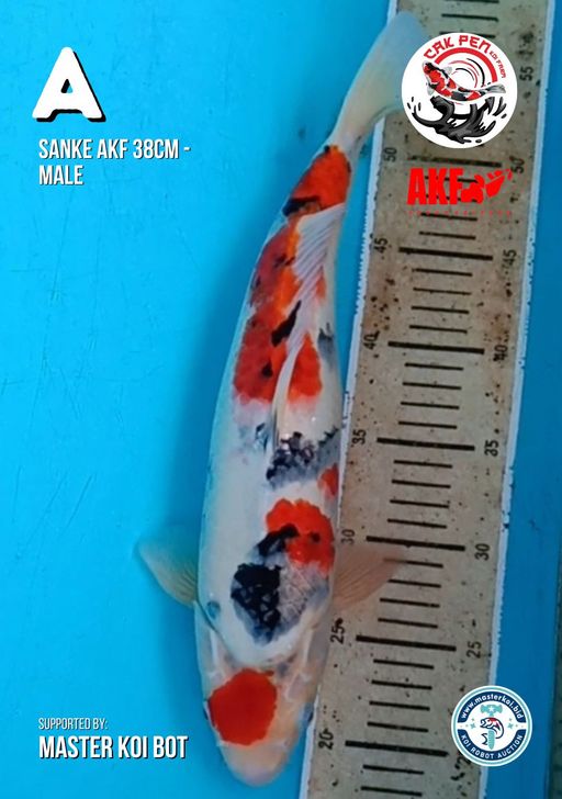 Lelang Koi Online, Jual Beli Ikan Koi, Pusat Jual Beli Koi, Info Lelang Koi Hari Ini, Platform Jual Beli Koi, Jual Beli Ikan Koi Online, Marketplace Ikan Koi, Jual Koi Terbaik, Tempat Beli Koi Berkualitas, Pasar Ikan Koi Online Terpercaya, Penjual Ikan Koi Terpercaya, Beli Koi Hias Online, Ikan Koi untuk Dijual, Koi Kualitas Terbaik, Toko Online Ikan Koi, Koi Hias Untuk Dijual, Jual Beli Ikan Koi Lokal, Koi Indonesia Online, Pusat Jual Beli Koi Terbesar