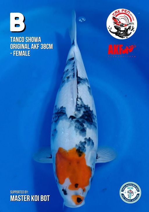 Lelang Koi Online, Jual Beli Ikan Koi, Pusat Jual Beli Koi, Info Lelang Koi Hari Ini, Platform Jual Beli Koi, Jual Beli Ikan Koi Online, Marketplace Ikan Koi, Jual Koi Terbaik, Tempat Beli Koi Berkualitas, Pasar Ikan Koi Online Terpercaya, Penjual Ikan Koi Terpercaya, Beli Koi Hias Online, Ikan Koi untuk Dijual, Koi Kualitas Terbaik, Toko Online Ikan Koi, Koi Hias Untuk Dijual, Jual Beli Ikan Koi Lokal, Koi Indonesia Online, Pusat Jual Beli Koi Terbesar