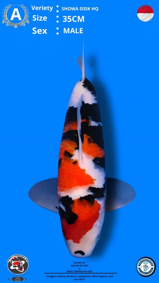 Lelang Koi Online, Jual Beli Ikan Koi, Pusat Jual Beli Koi, Info Lelang Koi Hari Ini, Platform Jual Beli Koi, Jual Beli Ikan Koi Online, Marketplace Ikan Koi, Jual Koi Terbaik, Tempat Beli Koi Berkualitas, Pasar Ikan Koi Online Terpercaya, Penjual Ikan Koi Terpercaya, Beli Koi Hias Online, Ikan Koi untuk Dijual, Koi Kualitas Terbaik, Toko Online Ikan Koi, Koi Hias Untuk Dijual, Jual Beli Ikan Koi Lokal, Koi Indonesia Online, Pusat Jual Beli Koi Terbesar