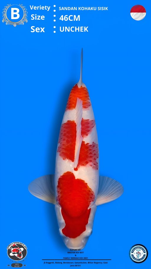 Lelang Koi Online, Jual Beli Ikan Koi, Pusat Jual Beli Koi, Info Lelang Koi Hari Ini, Platform Jual Beli Koi, Jual Beli Ikan Koi Online, Marketplace Ikan Koi, Jual Koi Terbaik, Tempat Beli Koi Berkualitas, Pasar Ikan Koi Online Terpercaya, Penjual Ikan Koi Terpercaya, Beli Koi Hias Online, Ikan Koi untuk Dijual, Koi Kualitas Terbaik, Toko Online Ikan Koi, Koi Hias Untuk Dijual, Jual Beli Ikan Koi Lokal, Koi Indonesia Online, Pusat Jual Beli Koi Terbesar