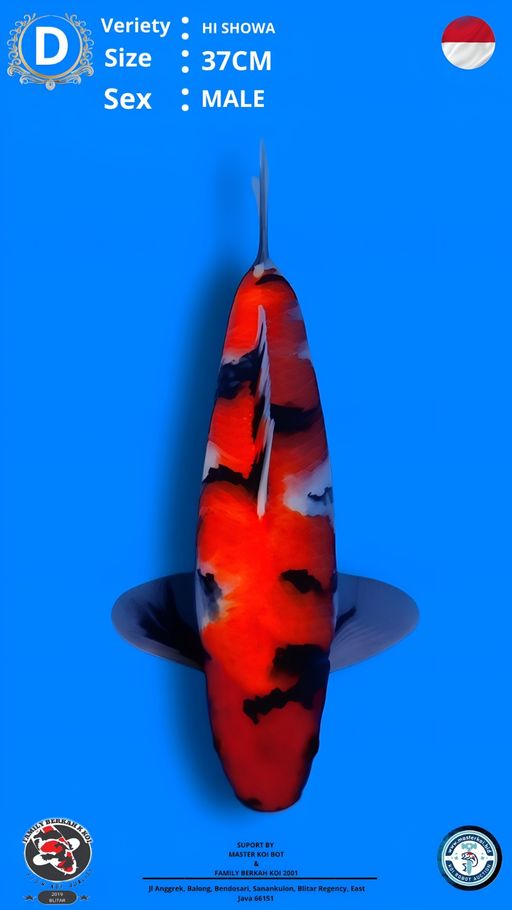 Lelang Koi Online, Jual Beli Ikan Koi, Pusat Jual Beli Koi, Info Lelang Koi Hari Ini, Platform Jual Beli Koi, Jual Beli Ikan Koi Online, Marketplace Ikan Koi, Jual Koi Terbaik, Tempat Beli Koi Berkualitas, Pasar Ikan Koi Online Terpercaya, Penjual Ikan Koi Terpercaya, Beli Koi Hias Online, Ikan Koi untuk Dijual, Koi Kualitas Terbaik, Toko Online Ikan Koi, Koi Hias Untuk Dijual, Jual Beli Ikan Koi Lokal, Koi Indonesia Online, Pusat Jual Beli Koi Terbesar