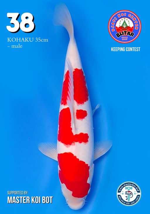 Lelang Koi Online, Jual Beli Ikan Koi, Pusat Jual Beli Koi, Info Lelang Koi Hari Ini, Platform Jual Beli Koi, Jual Beli Ikan Koi Online, Marketplace Ikan Koi, Jual Koi Terbaik, Tempat Beli Koi Berkualitas, Pasar Ikan Koi Online Terpercaya, Penjual Ikan Koi Terpercaya, Beli Koi Hias Online, Ikan Koi untuk Dijual, Koi Kualitas Terbaik, Toko Online Ikan Koi, Koi Hias Untuk Dijual, Jual Beli Ikan Koi Lokal, Koi Indonesia Online, Pusat Jual Beli Koi Terbesar