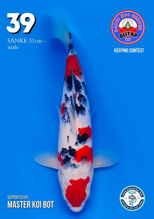 Lelang Koi Online, Jual Beli Ikan Koi, Pusat Jual Beli Koi, Info Lelang Koi Hari Ini, Platform Jual Beli Koi, Jual Beli Ikan Koi Online, Marketplace Ikan Koi, Jual Koi Terbaik, Tempat Beli Koi Berkualitas, Pasar Ikan Koi Online Terpercaya, Penjual Ikan Koi Terpercaya, Beli Koi Hias Online, Ikan Koi untuk Dijual, Koi Kualitas Terbaik, Toko Online Ikan Koi, Koi Hias Untuk Dijual, Jual Beli Ikan Koi Lokal, Koi Indonesia Online, Pusat Jual Beli Koi Terbesar