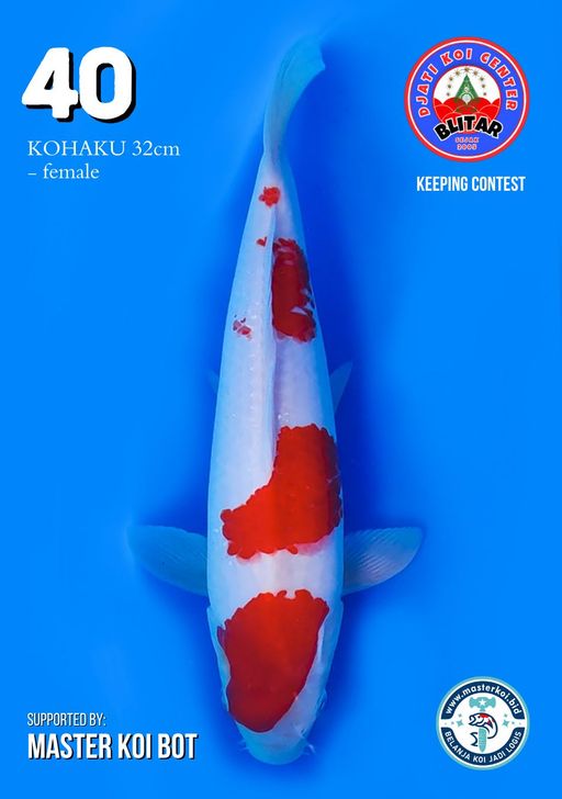 Lelang Koi Online, Jual Beli Ikan Koi, Pusat Jual Beli Koi, Info Lelang Koi Hari Ini, Platform Jual Beli Koi, Jual Beli Ikan Koi Online, Marketplace Ikan Koi, Jual Koi Terbaik, Tempat Beli Koi Berkualitas, Pasar Ikan Koi Online Terpercaya, Penjual Ikan Koi Terpercaya, Beli Koi Hias Online, Ikan Koi untuk Dijual, Koi Kualitas Terbaik, Toko Online Ikan Koi, Koi Hias Untuk Dijual, Jual Beli Ikan Koi Lokal, Koi Indonesia Online, Pusat Jual Beli Koi Terbesar