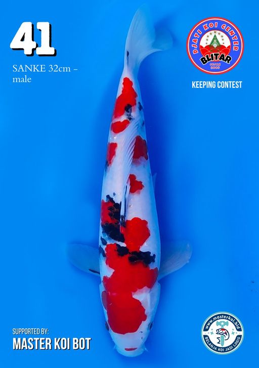 Lelang Koi Online, Jual Beli Ikan Koi, Pusat Jual Beli Koi, Info Lelang Koi Hari Ini, Platform Jual Beli Koi, Jual Beli Ikan Koi Online, Marketplace Ikan Koi, Jual Koi Terbaik, Tempat Beli Koi Berkualitas, Pasar Ikan Koi Online Terpercaya, Penjual Ikan Koi Terpercaya, Beli Koi Hias Online, Ikan Koi untuk Dijual, Koi Kualitas Terbaik, Toko Online Ikan Koi, Koi Hias Untuk Dijual, Jual Beli Ikan Koi Lokal, Koi Indonesia Online, Pusat Jual Beli Koi Terbesar