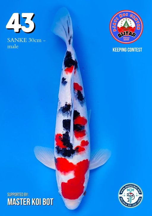 Lelang Koi Online, Jual Beli Ikan Koi, Pusat Jual Beli Koi, Info Lelang Koi Hari Ini, Platform Jual Beli Koi, Jual Beli Ikan Koi Online, Marketplace Ikan Koi, Jual Koi Terbaik, Tempat Beli Koi Berkualitas, Pasar Ikan Koi Online Terpercaya, Penjual Ikan Koi Terpercaya, Beli Koi Hias Online, Ikan Koi untuk Dijual, Koi Kualitas Terbaik, Toko Online Ikan Koi, Koi Hias Untuk Dijual, Jual Beli Ikan Koi Lokal, Koi Indonesia Online, Pusat Jual Beli Koi Terbesar