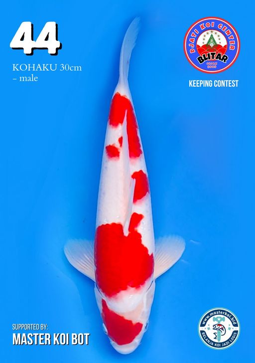 Lelang Koi Online, Jual Beli Ikan Koi, Pusat Jual Beli Koi, Info Lelang Koi Hari Ini, Platform Jual Beli Koi, Jual Beli Ikan Koi Online, Marketplace Ikan Koi, Jual Koi Terbaik, Tempat Beli Koi Berkualitas, Pasar Ikan Koi Online Terpercaya, Penjual Ikan Koi Terpercaya, Beli Koi Hias Online, Ikan Koi untuk Dijual, Koi Kualitas Terbaik, Toko Online Ikan Koi, Koi Hias Untuk Dijual, Jual Beli Ikan Koi Lokal, Koi Indonesia Online, Pusat Jual Beli Koi Terbesar