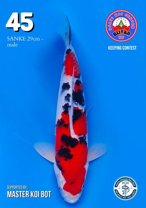 Lelang Koi Online, Jual Beli Ikan Koi, Pusat Jual Beli Koi, Info Lelang Koi Hari Ini, Platform Jual Beli Koi, Jual Beli Ikan Koi Online, Marketplace Ikan Koi, Jual Koi Terbaik, Tempat Beli Koi Berkualitas, Pasar Ikan Koi Online Terpercaya, Penjual Ikan Koi Terpercaya, Beli Koi Hias Online, Ikan Koi untuk Dijual, Koi Kualitas Terbaik, Toko Online Ikan Koi, Koi Hias Untuk Dijual, Jual Beli Ikan Koi Lokal, Koi Indonesia Online, Pusat Jual Beli Koi Terbesar